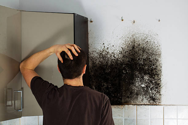 Professional Mold Remediation in Wildomar, CA