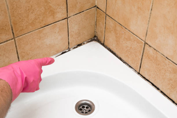Best Mold Testing and Inspection Services in Wildomar, CA